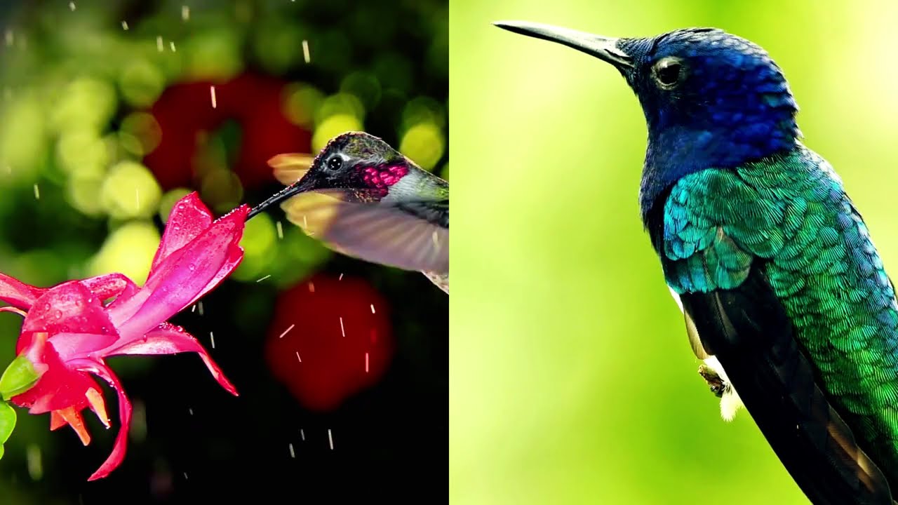 Hummingbirds🌺🕊️ in Nature: Relaxing Musical Video #asmr #feelgood
