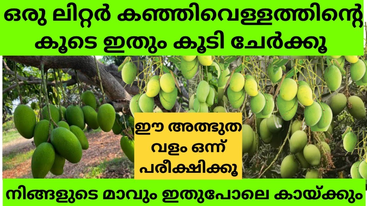 ഈ ഒറ്റ വളം മതി മാവും പ്ലാവും പൂക്കാനും കായ്ക്കാനും Mavu pookan malayalam tips| How to increase mango