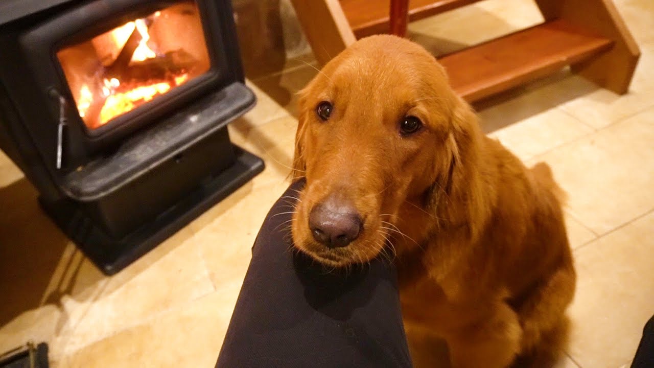 Red Golden Retriever Puppy🐶 Salt Spring Island Adventures Part2 🍁11 Month Old Puppy