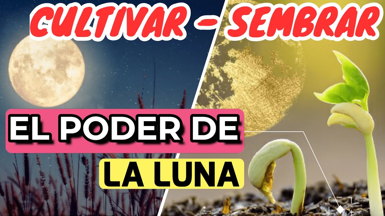 C&oacute;mo AFECTA LA LUNA a Tus PLANTAS ?🌙 GU&Iacute;A F&Aacute;CIL Para CULTIVAR y SEMBRAR Con LA LUNA