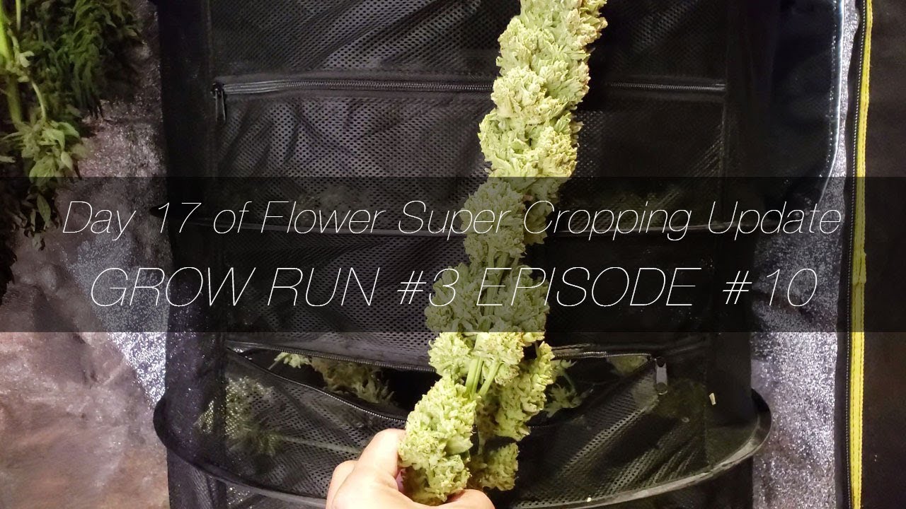 Extreme Super Cropping Recovery Update - GR3 E10