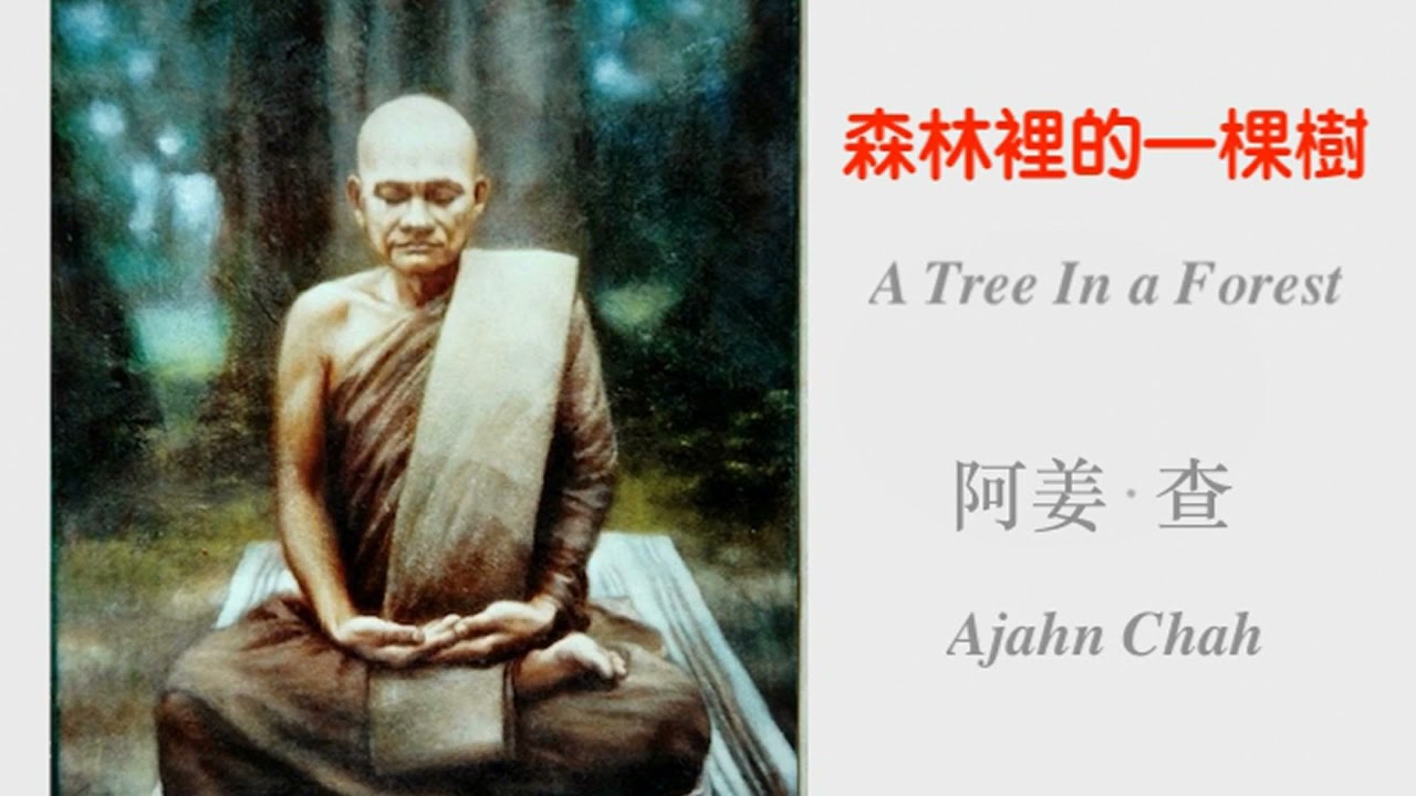 《森林裡的一棵樹1》A Tree in the Forest 1 阿姜·查