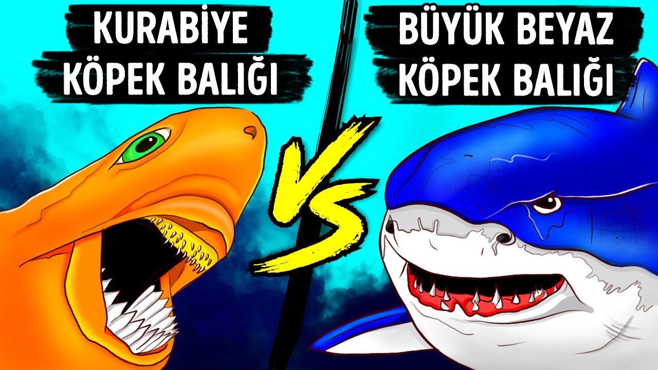 Büyük Beyaz Köpek Balığının Bile Çekindiği Korkunç Bir Isırığı Olan Küçük Köpek Balığı