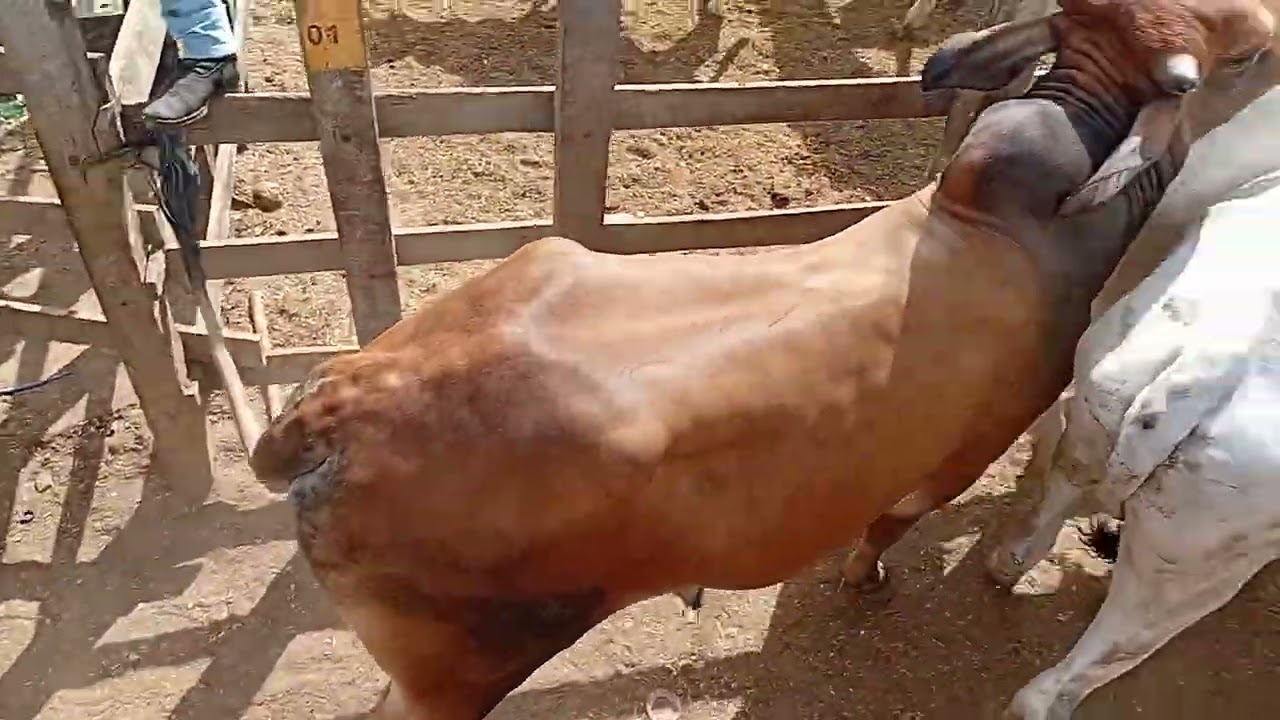 Tabira pe feira do gado 