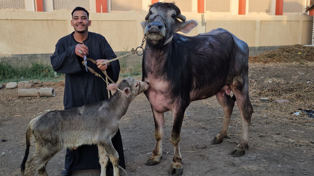 انسى اللي فات وتعال اتفرج على سلالات الجاموس المنوفي الاصلي الوالد بتاع زمان فرصه والسعر مفيش كده