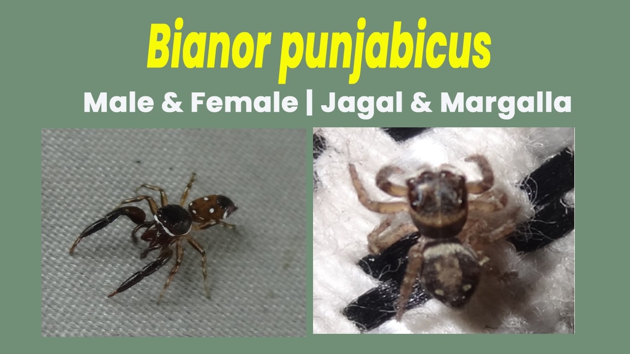 Bianor punjabicus (Jumping Spider) | Male & Female from Haripur & Margalla Hills, Pakistan
