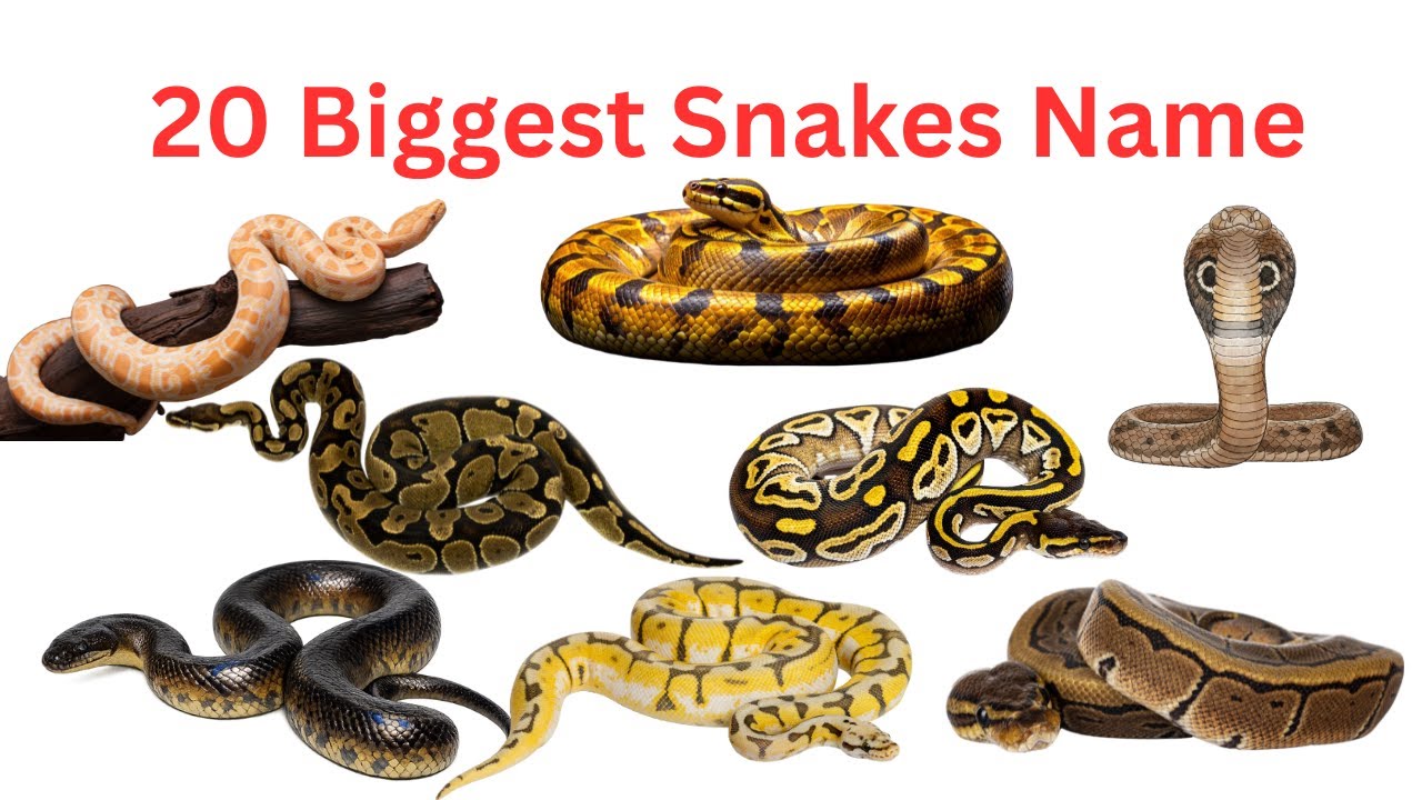 20 Biggest Snakes Name in English 🐍 | Giant Snakes for Kids | Learn with Fun #snakename