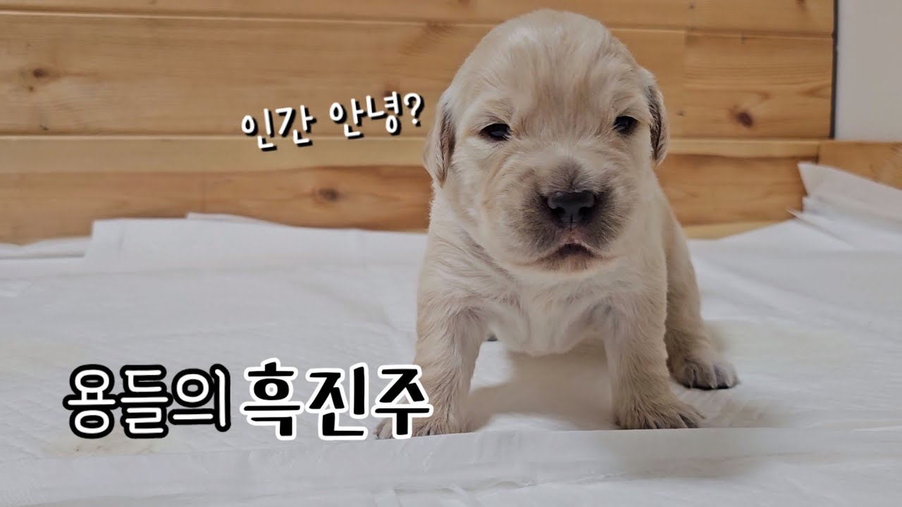 드레곤즈가 눈을 떴다 ㅣ 골든 리트리버 어미의 모성애