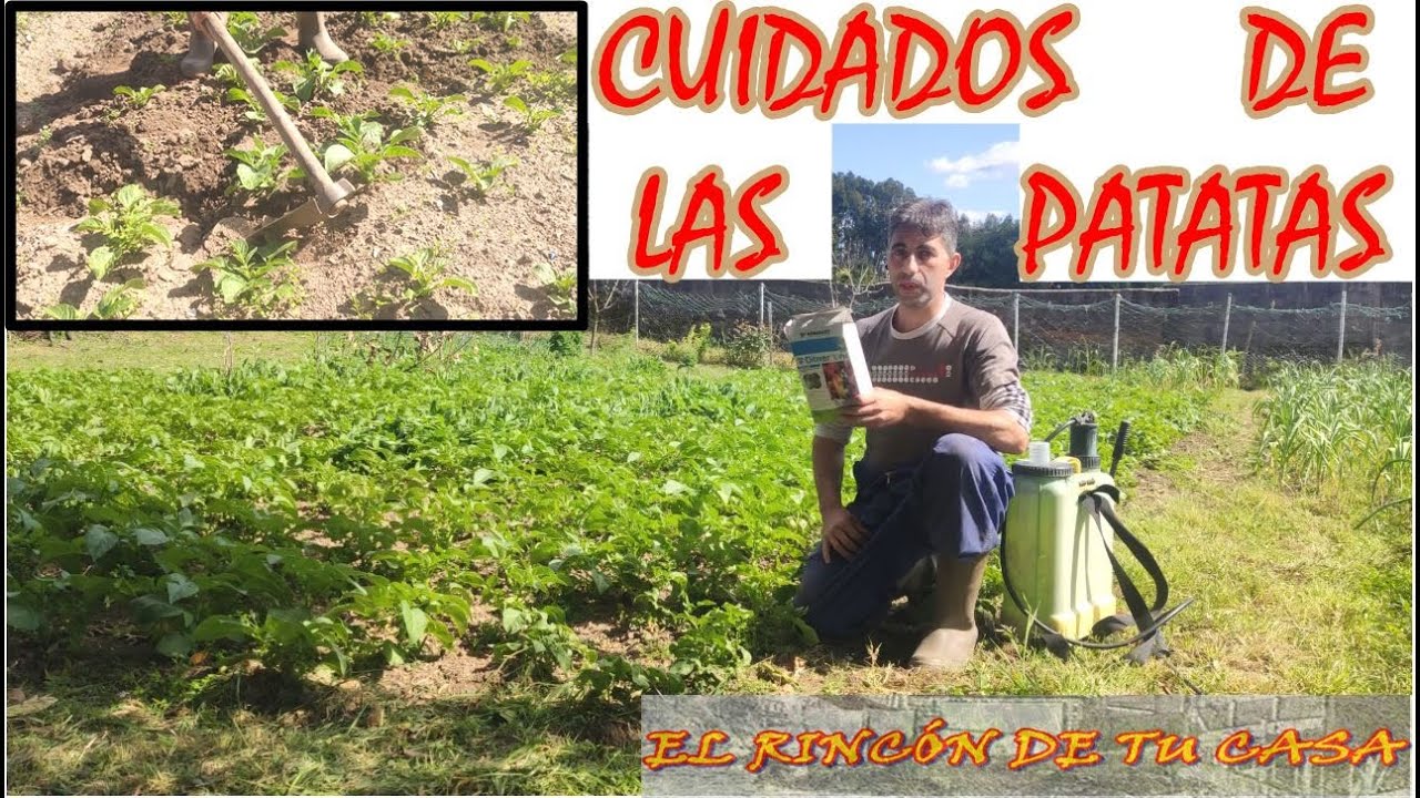 CUIDADOS de las PATATAS