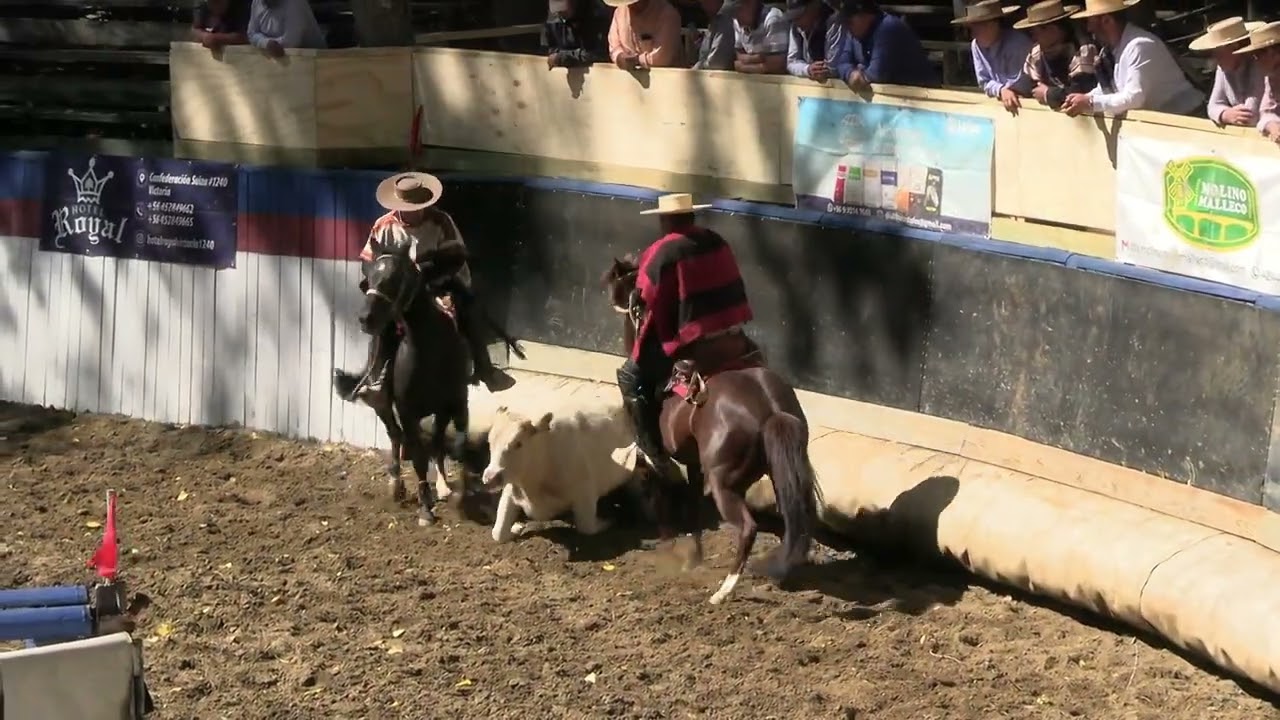 T. 25/26 | Rodeo Capitán Pastene | Primera Serie Libre | 17 y 18 enero