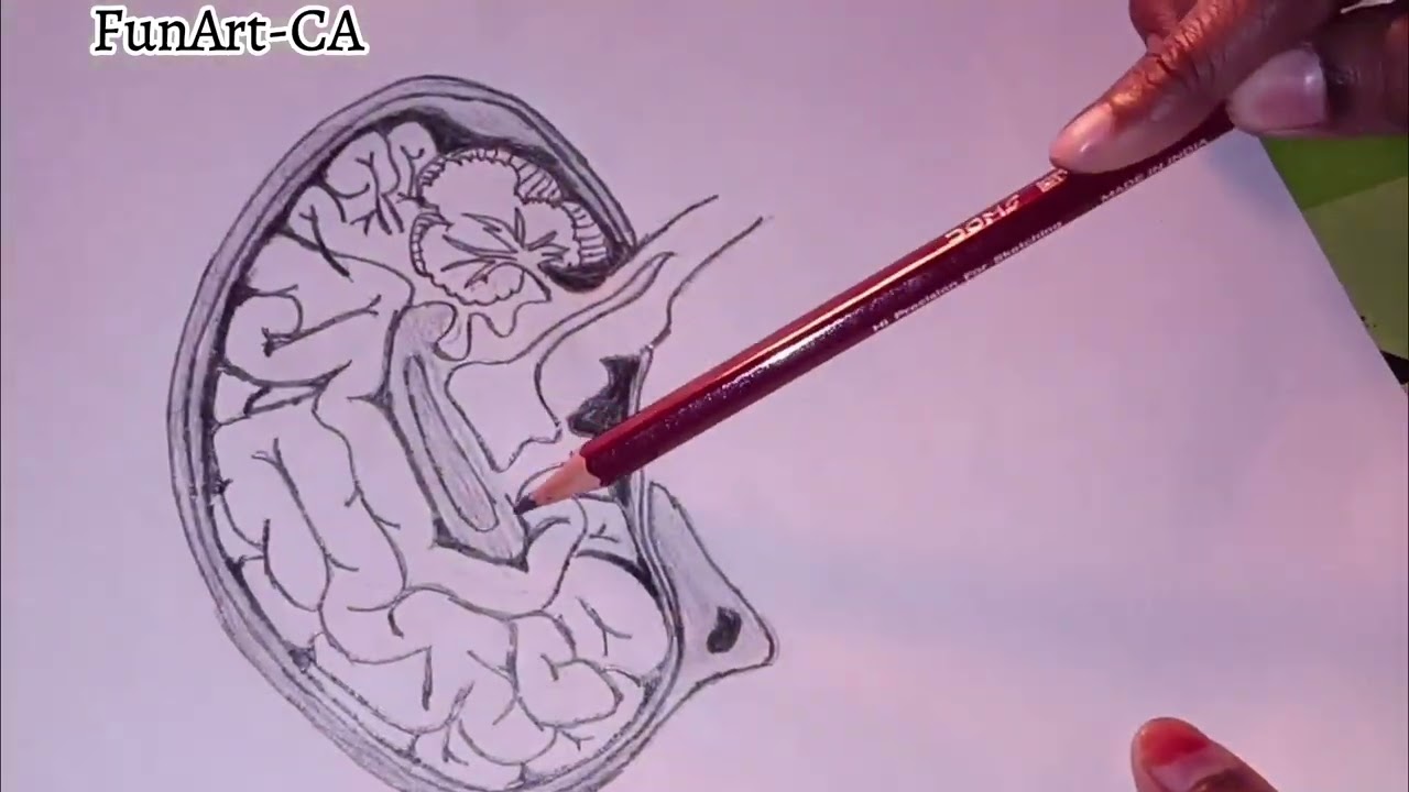 Drawing  of human 🧠