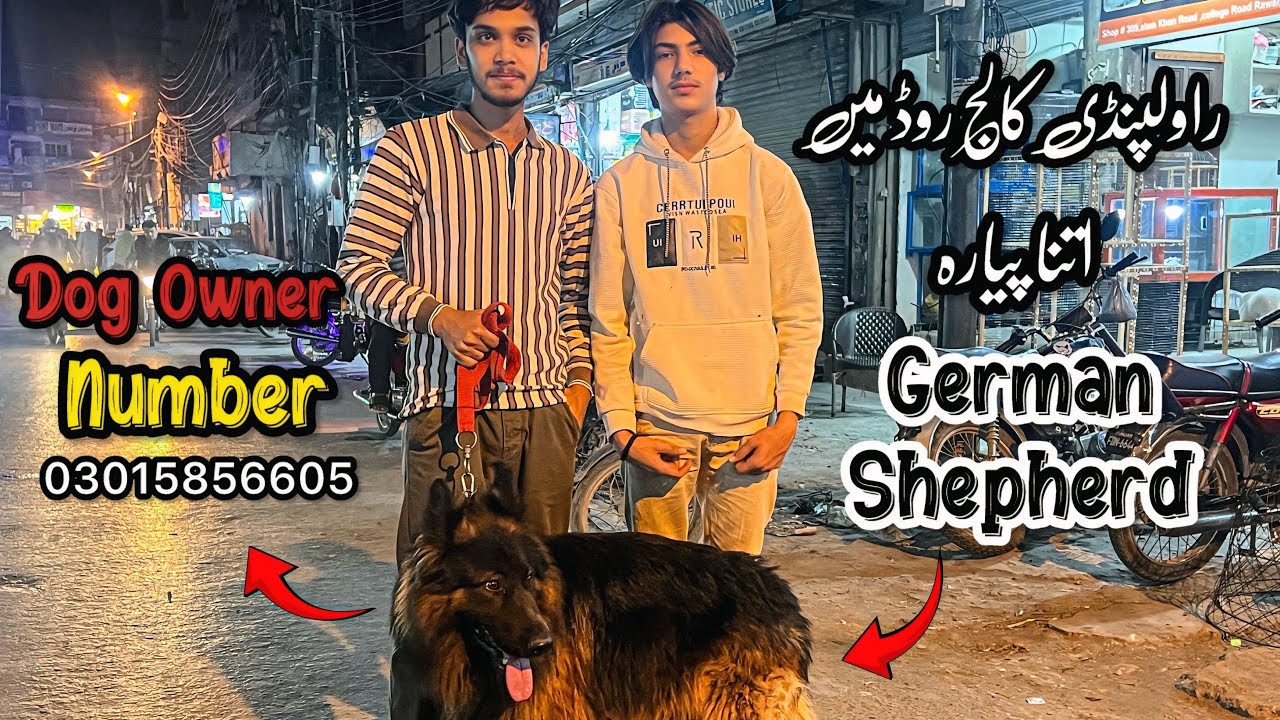 Rawalpindi Dog Market | Dog Owner Number 03015856605 | Shahzain Animals Vlogs 