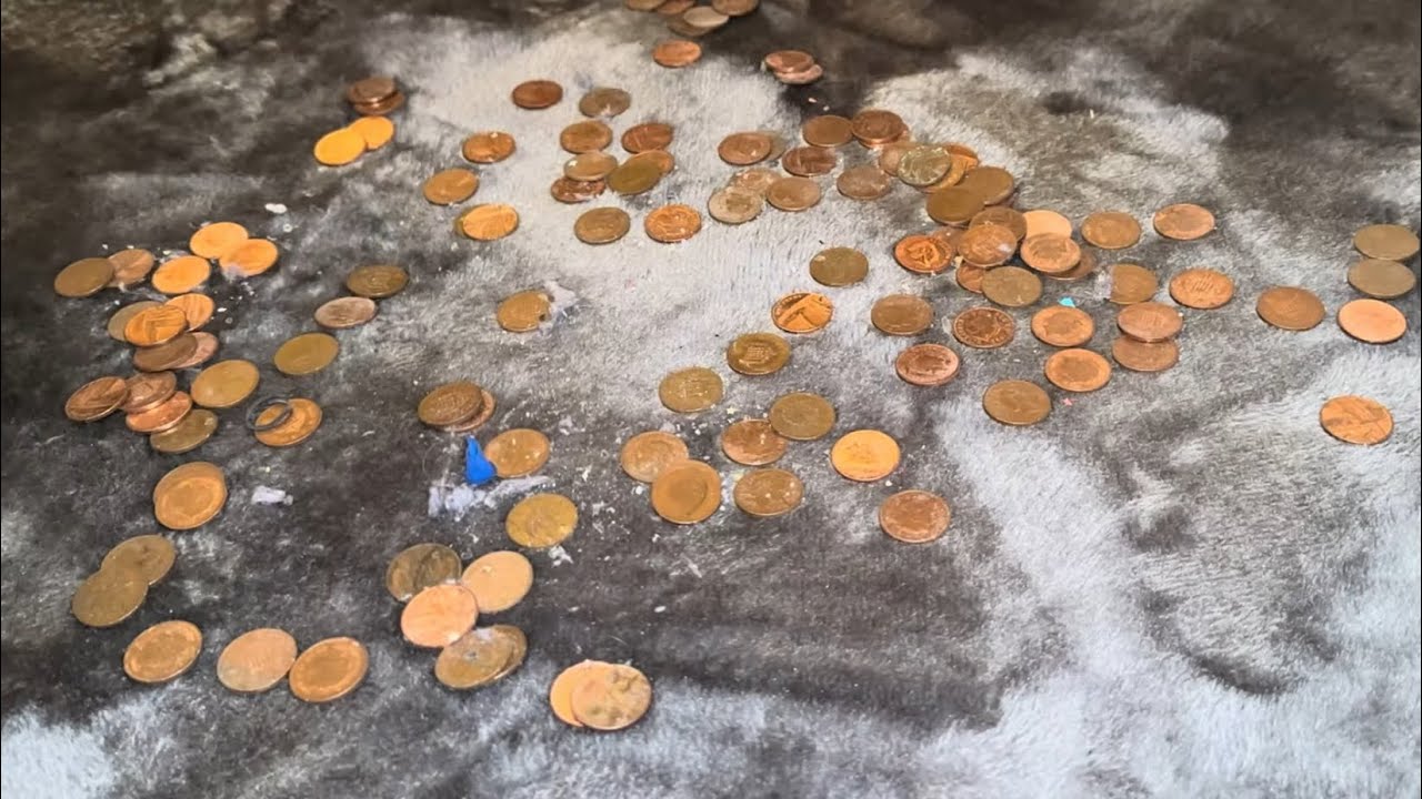 COINS (Shark, Vax & Hetty)