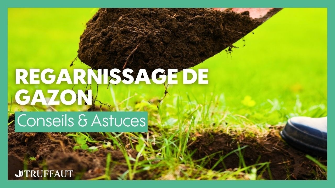 Comment faire un regarnissage de gazon ? - Truffaut