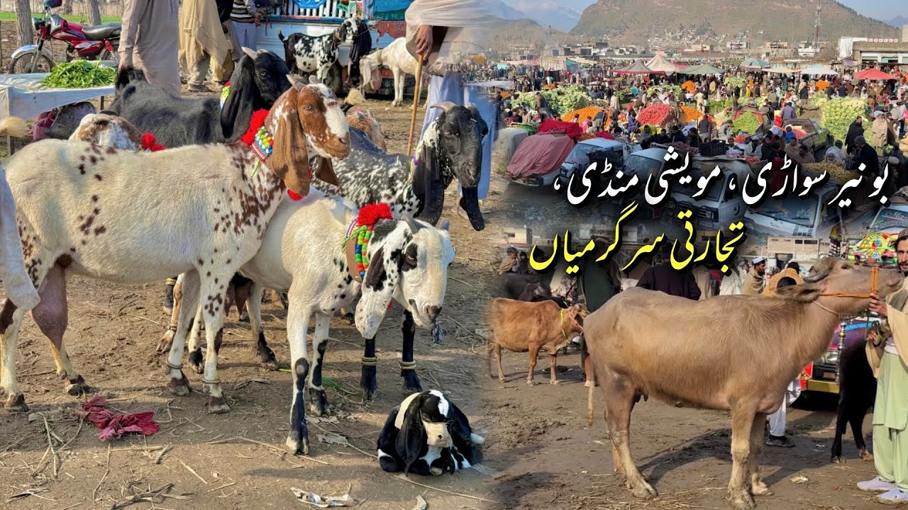 Buner Sawari: Cattle Market, Commercial Activities | Khyber Social Tv