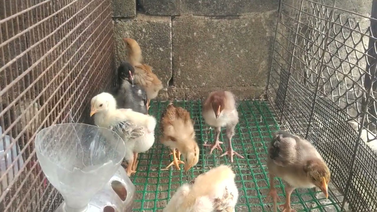Cómo seleccionar los huevos de gallina para incubadora