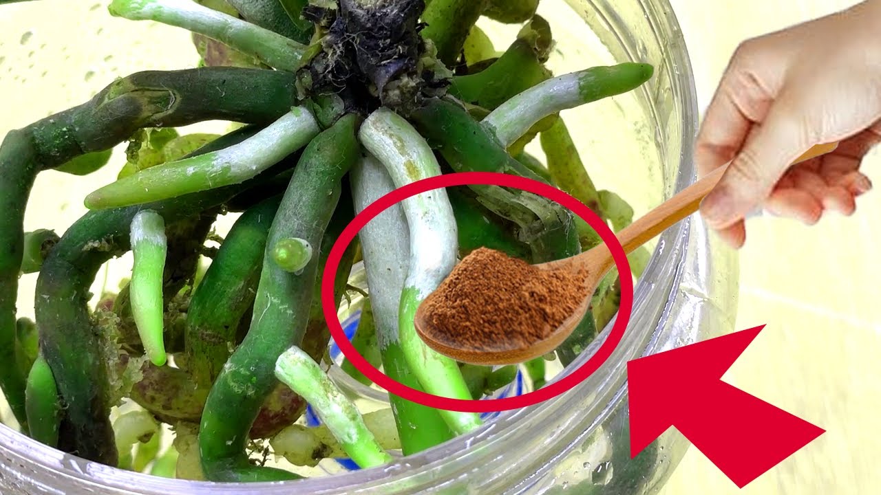 #5🌱The Ultimate Orchid Care Trick: Cinnamon & Rice Water for Nonstop Blooms @BlissfulGarden6