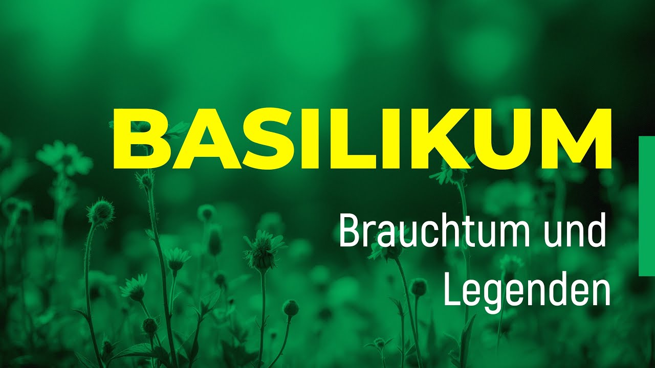 Basilikum – Heilkraut, Mythos & Wirkung | Grüngeweihte |