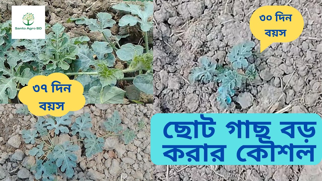 তোরমুজের ছোট এবং দূর্বল গাছ দ্রুত বড় করার কৌশল। Grow small and weak watermelon plants quickly