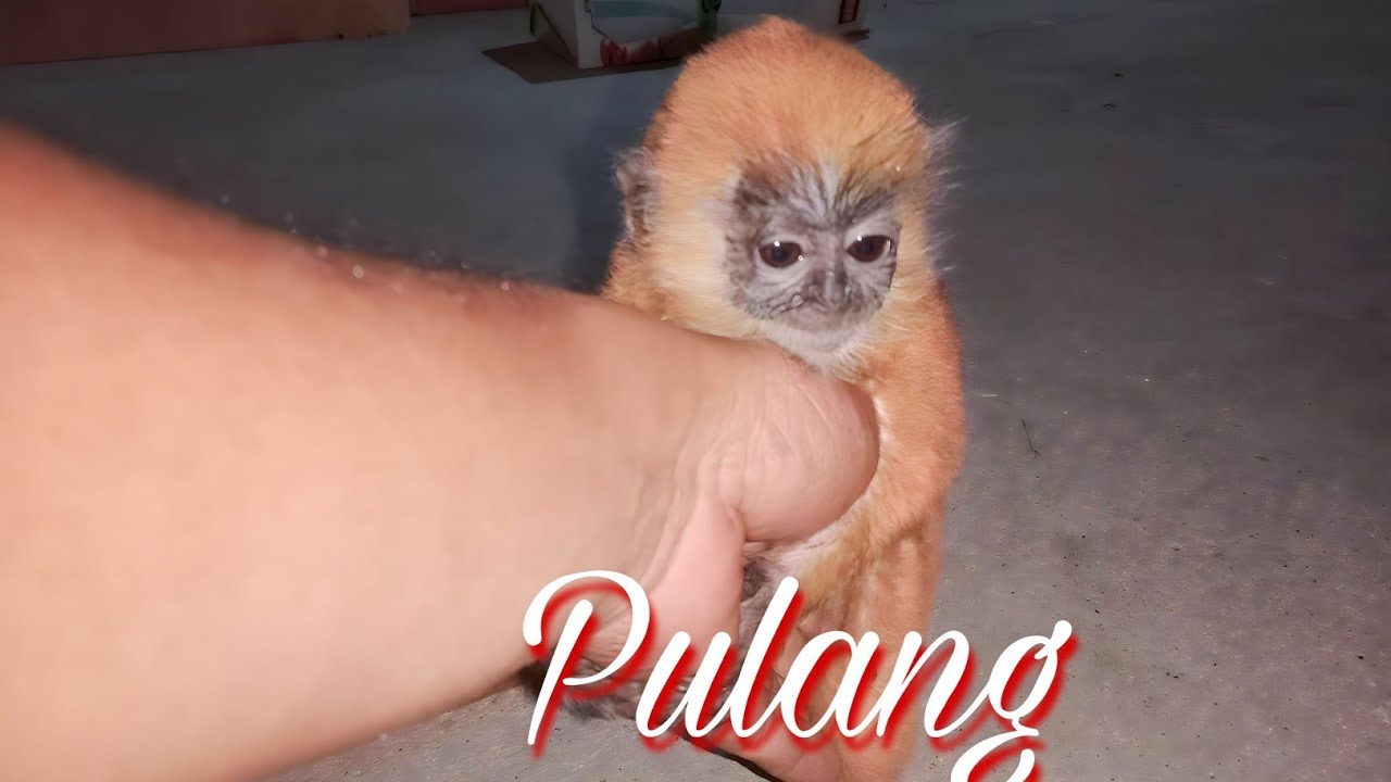 Jemput baby monkey berbulu emas