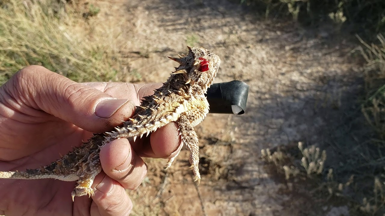 Horny Toad defense blood out of the eye
