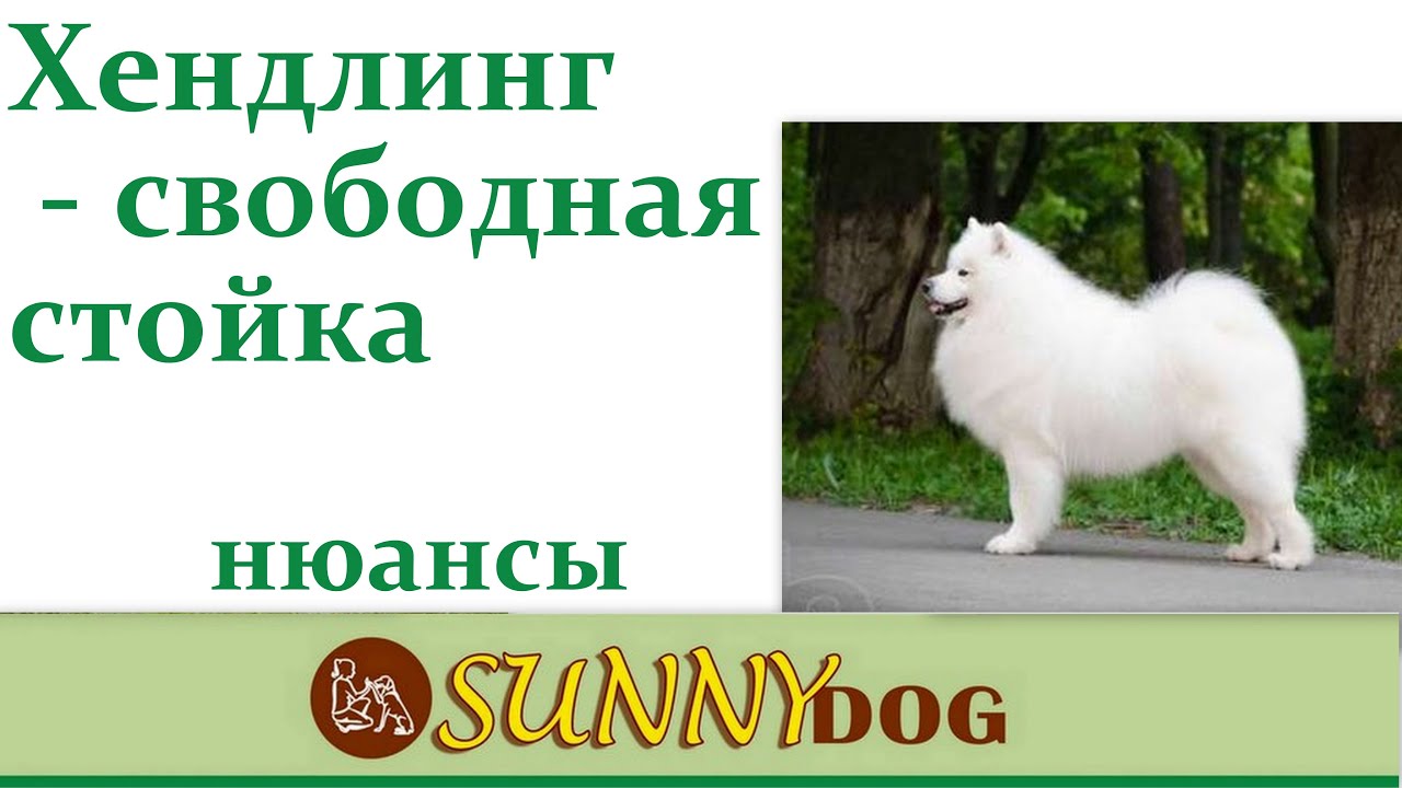 Хендлинг. Свободная стойка. правильная ринговая дрессировка