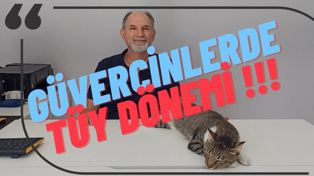 Güvercinlerde Tüy Dönemi - Hiçbir yerde bulamayacağınız detaylarla...