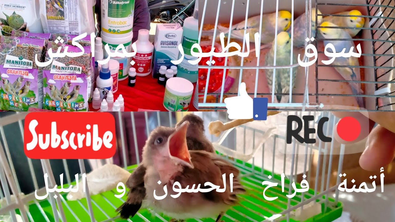 سوق طيور يوم الأحد بمراكش مع أتمنة فراخ ( الحسون و البلبل و العصفور  )