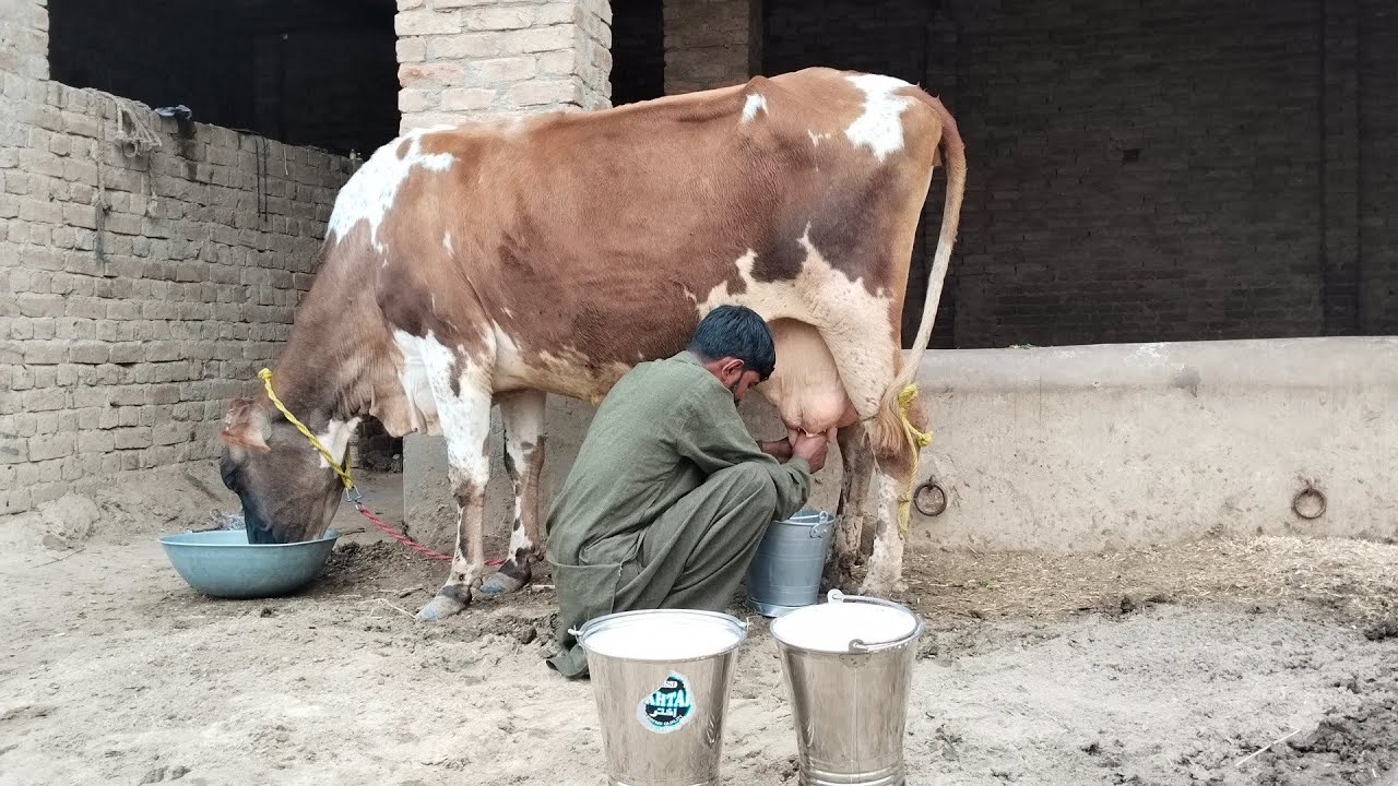  Cholistani Jersey Friesian Sahiwal cross Cow (03024029695)13 February 2026