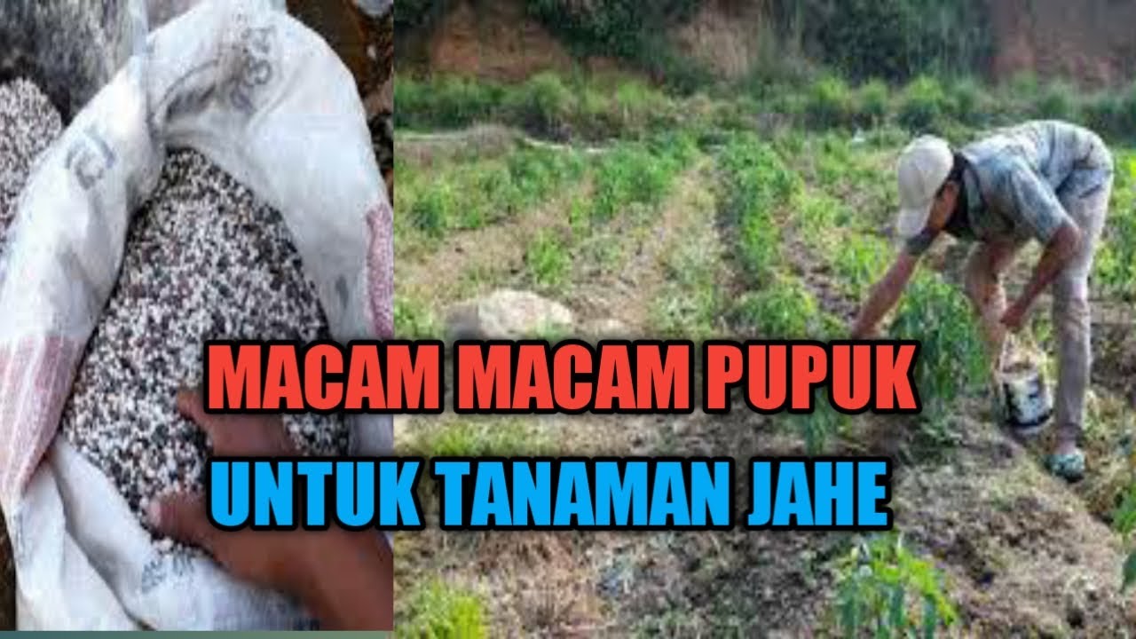 waktu yang baik untuk pemupukan awal jahe gajah