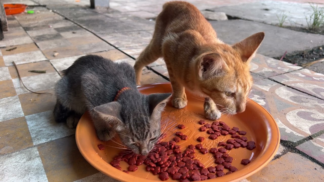 Watch....!!! What Happens When this Hungry Cats Eating Food....!  