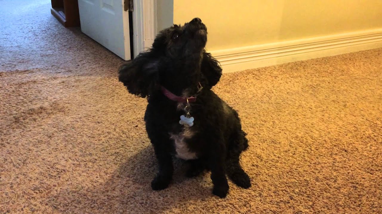 Dog Sings Along with Trumpet
