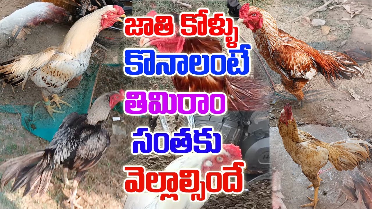 Timiram santha/తిమిరాం సంత/jati kollu santha/natukollu