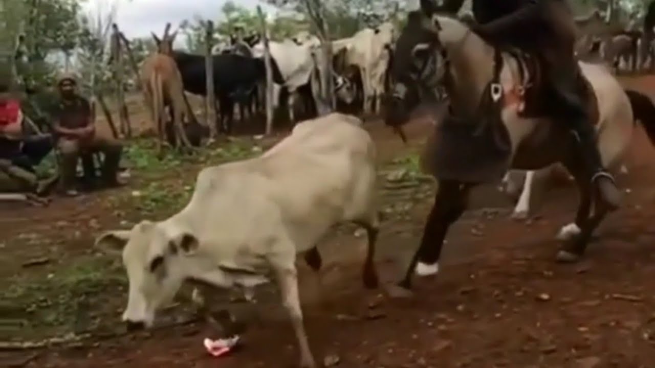 Toada da vaca chocolate 🐂( pega de boi no mato) Hee vaca dura!