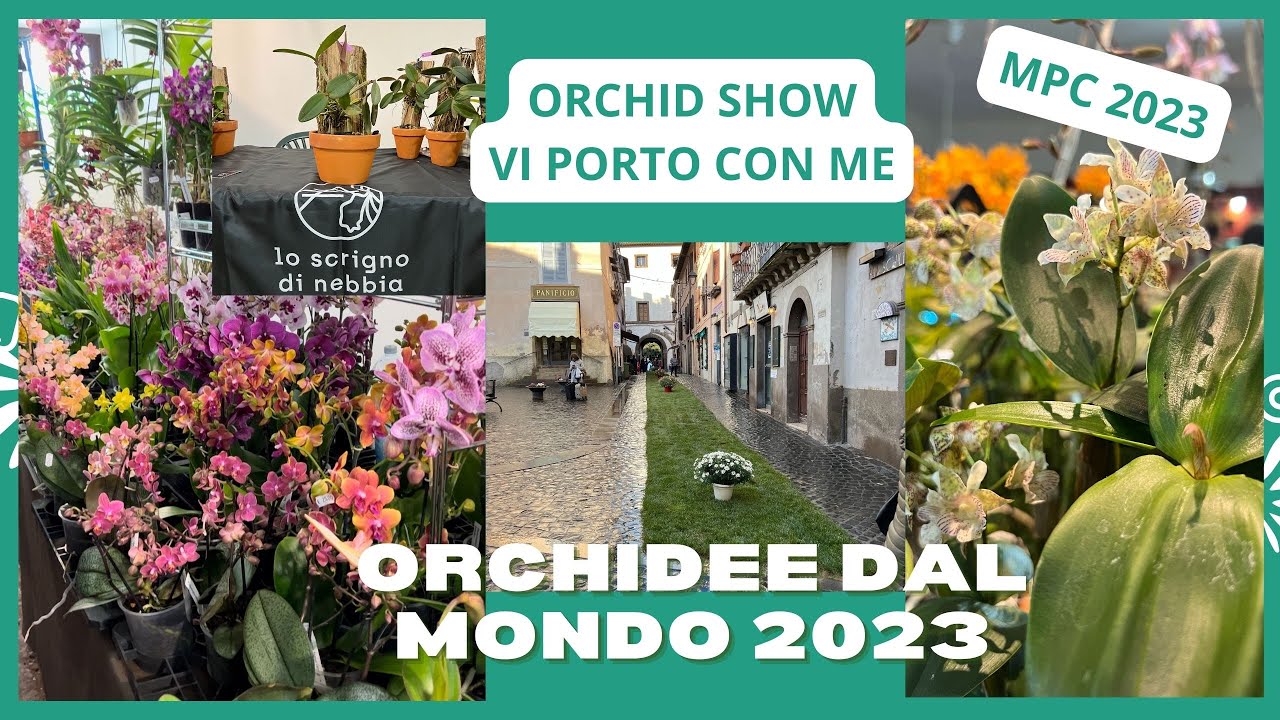 Orchidee dal mondo la mostra di orchidee di Monteporzio Catone 2023