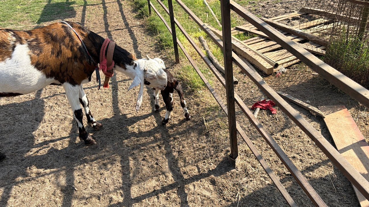 New entry alhamdullilah ||SABRIGOATFARM DAILY VLOG