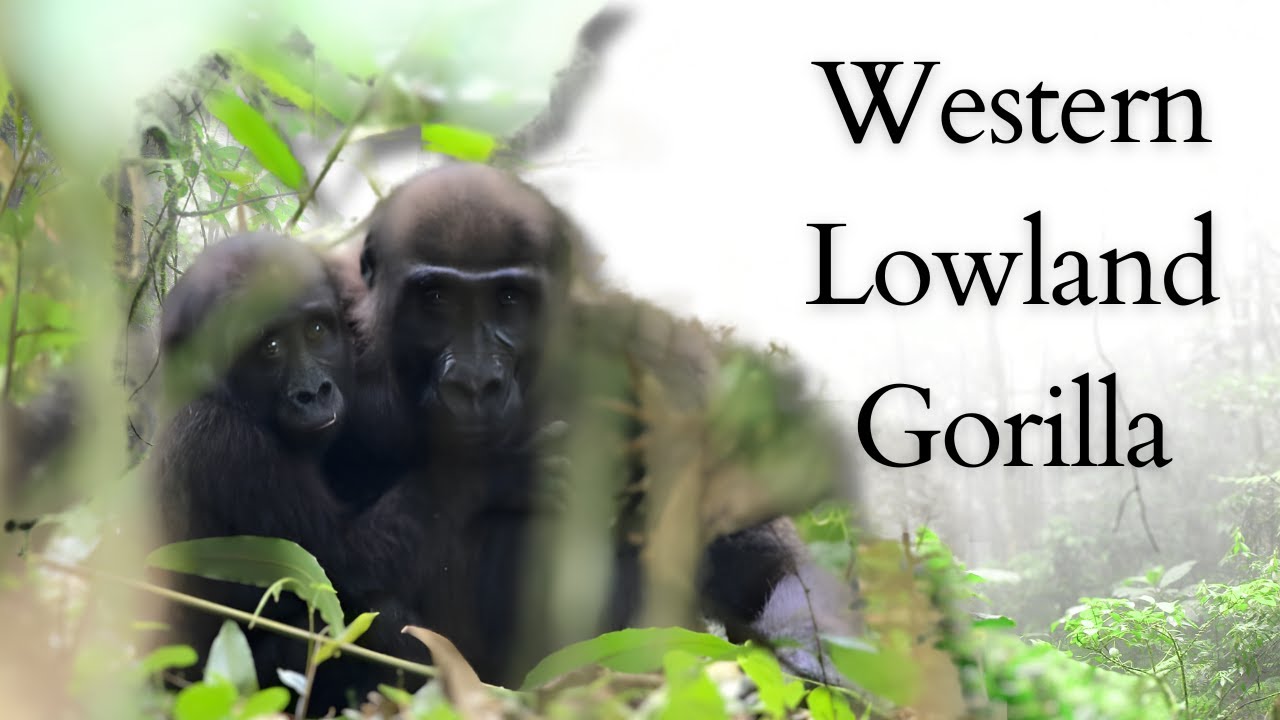 Western Lowland Gorillas in Their Natural Habitat