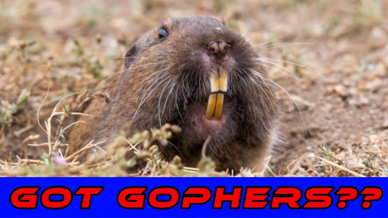 Do you have gophers or moles? Find out in this video!