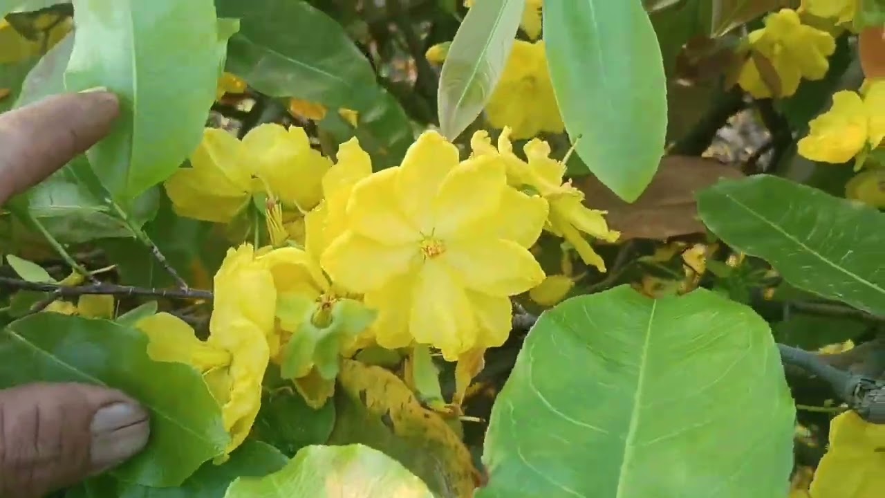 Gl mai vàng bình lợi 