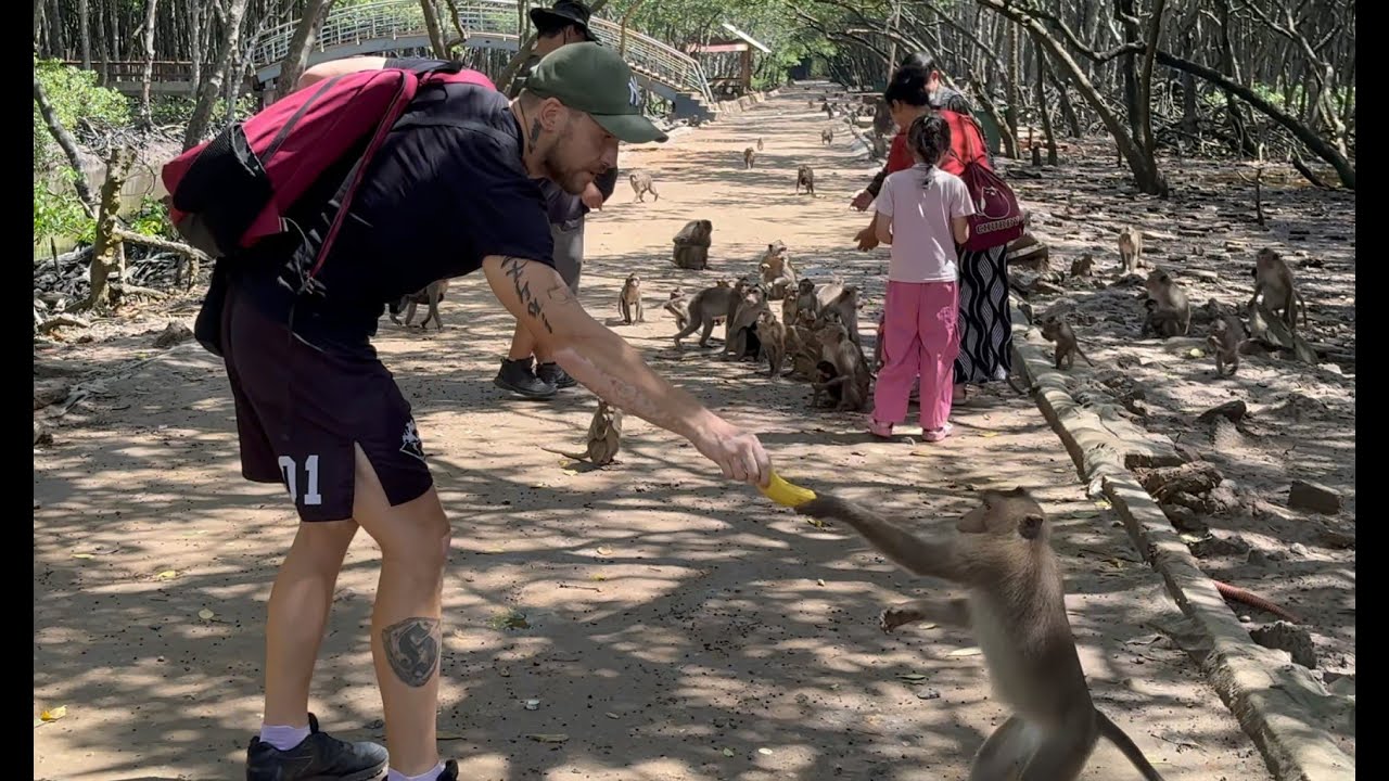 Małpia Wyspa pod Sajgonem 🐒 | Monkey Island Can Gio – dzikie małpy i tropikalna przygoda!