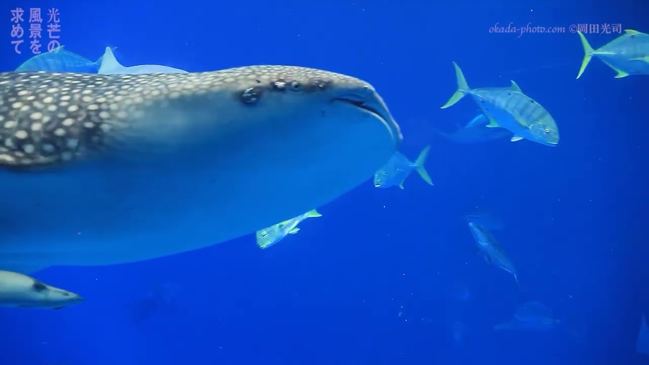 美ら海 美ら島 総集編