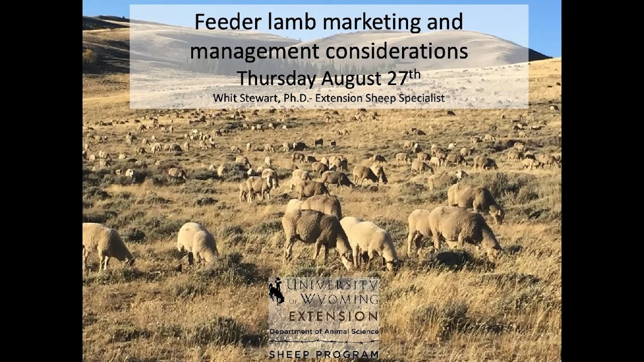 Feeder Lamb Marketing and Management Considerations