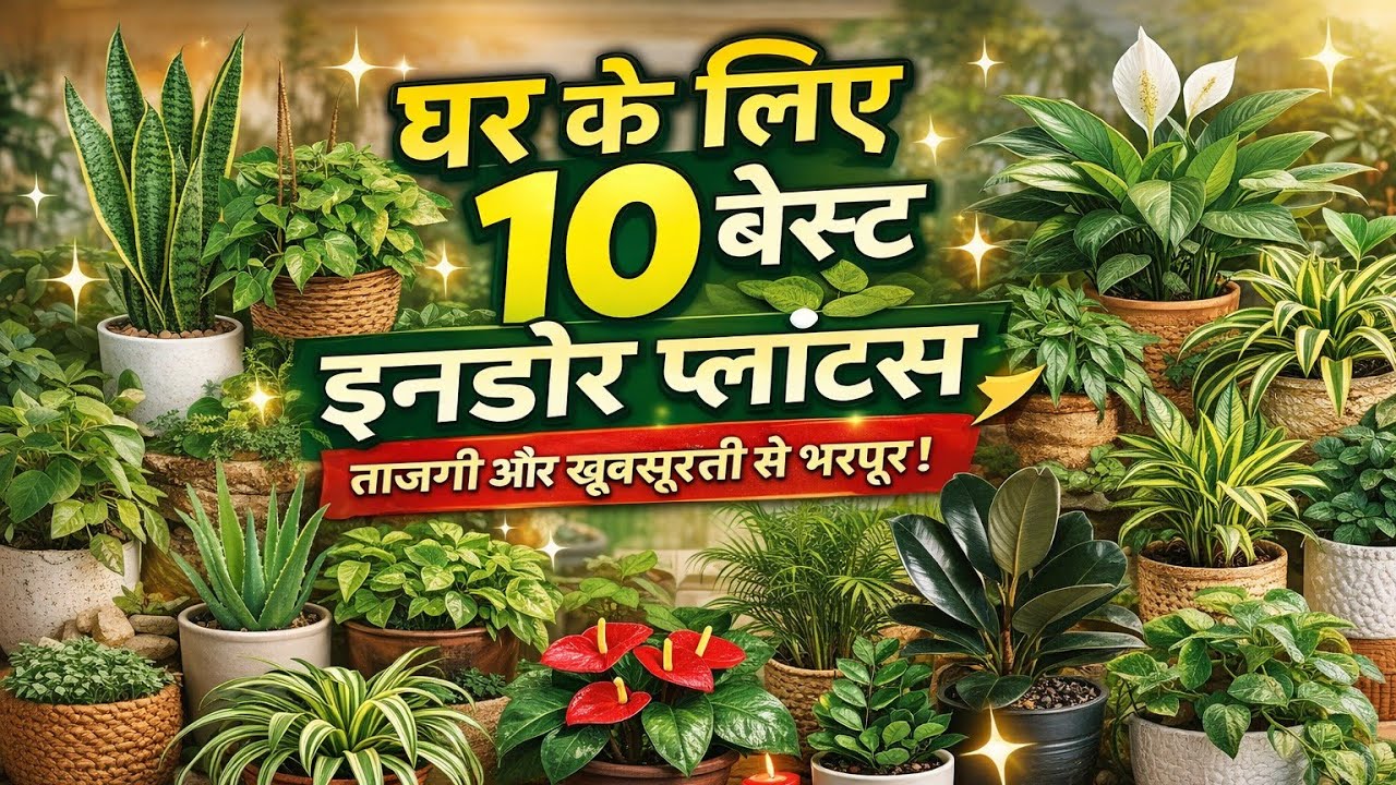 क्या आप अपने घर को Fresh, Healthy और Positive Energy से भरना चाहते हैं?