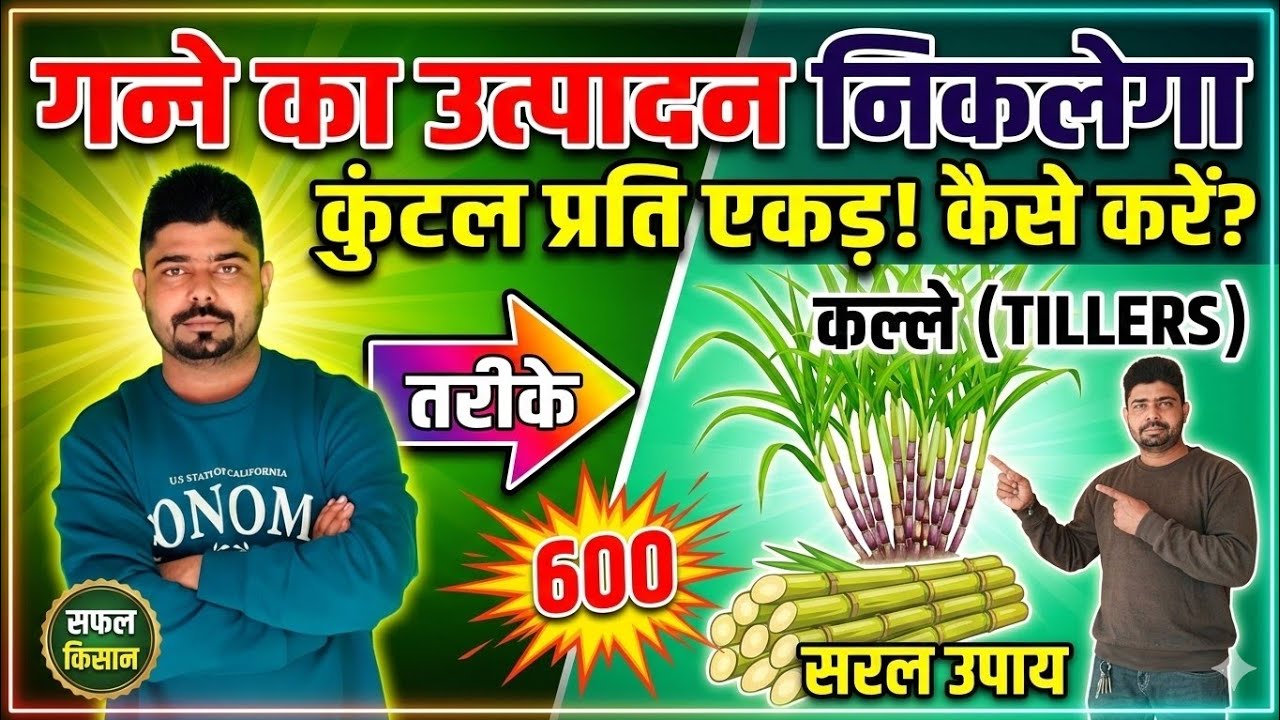 पेड़ी गन्ने में टिलरिंग कैसे बढ़ाएं।। पेड़ी गन्ने में कल्ले ही कल्ले ।। How Can Increase tillering