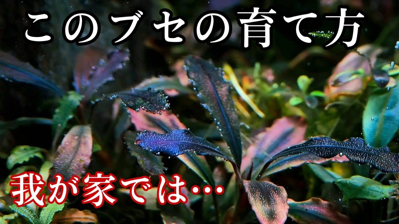 【必見❗】極上のブセファランドラが育つ方法