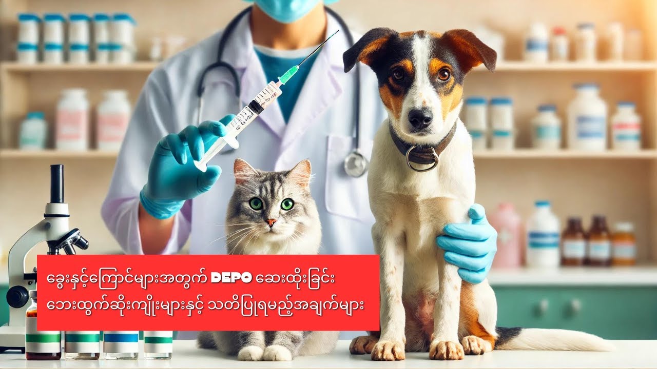 ခွေးနှင့်ကြောင်များအတွက် Depo ဆေးထိုးခြင်း - ဘေးထွက်ဆိုးကျိုးများနှင့် သတိပြုရမည့်အချက်များ