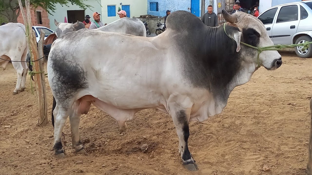 FEIRA DO GADO EM ARARA-PB 20-10-2025 