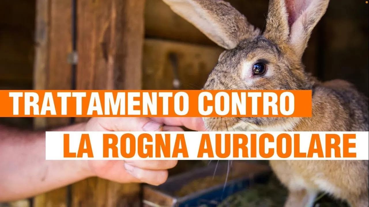 CONIGLI | Come Eliminare La Rogna Auricolare