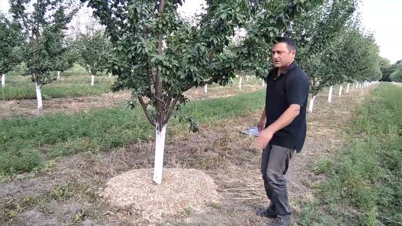 ხეხილის ბაღების მულჩირება / Мульчирование плодовых деревьев