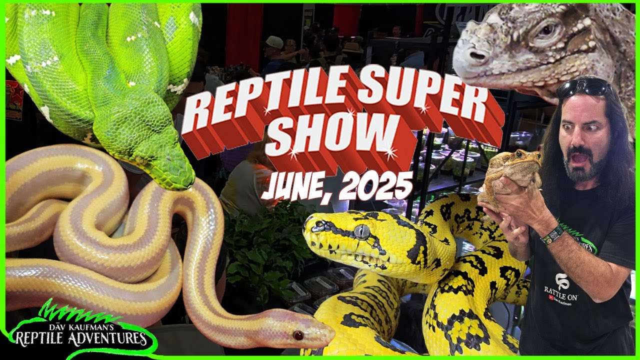 POMONA REPTILE SUPER SHOW! June, 2025